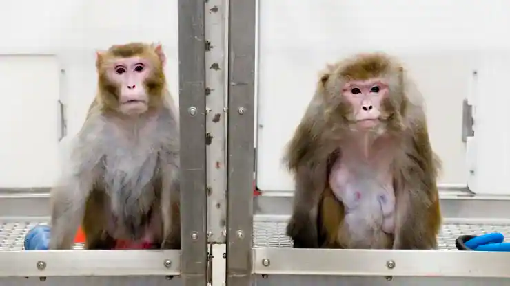 伊隆·马斯克|?埃隆·马斯克的大脑芯片：下一个重大创新？
