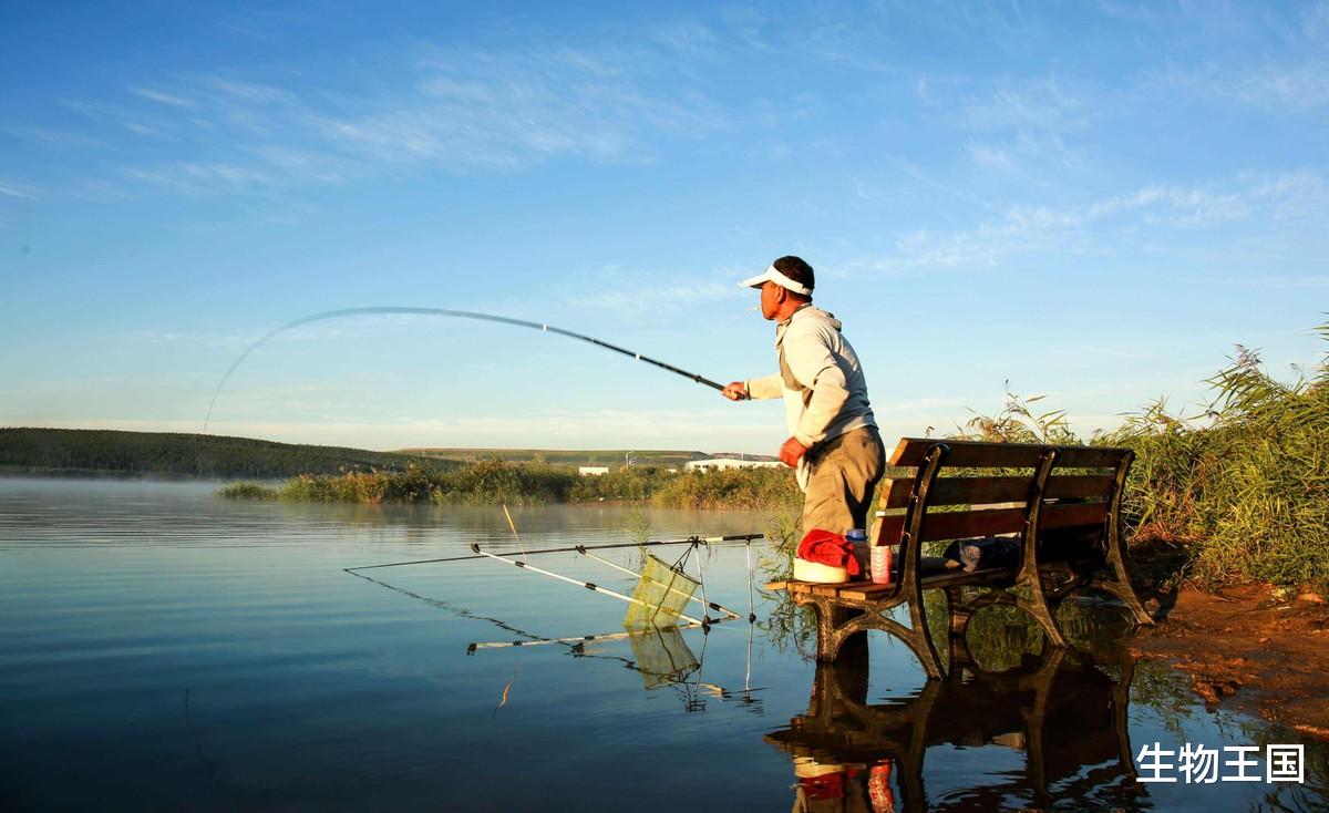 饵料|外来鱼入侵四川第二大淡水湖，为何能疯狂繁殖100多吨，是不好吃？