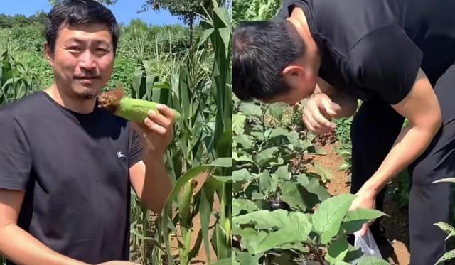 明星|8位明星下乡干农活：60岁曹荣喂猪、赶牛，王艳带手套摘豆角
