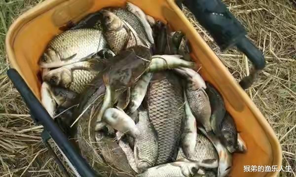 长江|夏季野钓记住5钓不5钓，气温高鱼情差，套路要比技巧更重要