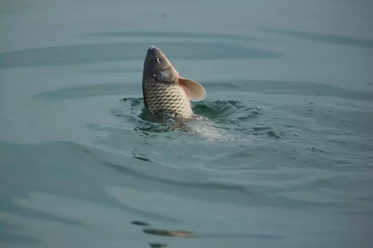 |春季野钓想“爆护”，只需掌握4个“密码”，让你渔获满满