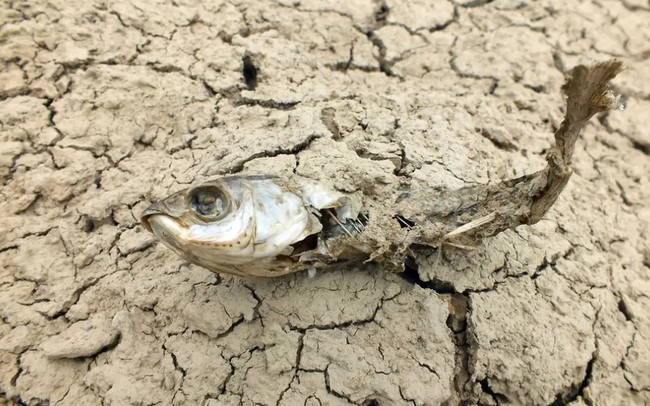 长江|长江有多渴? 七旬老人称从未见过如此旱情, 有关部门: 11月不会好转