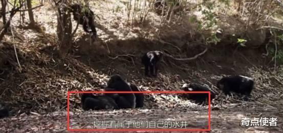 东非黑猩猩进入石器时代?已学会挖井取水,使用石头当工具