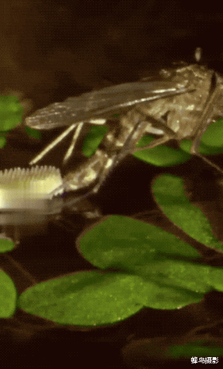 30张活久未见的照片，蚊子产卵的过程好像打字机，这效率太高了