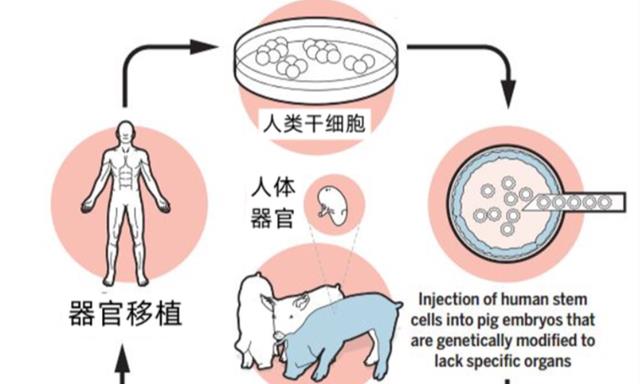 日本“人兽胚胎杂交实验”，究竟是创新还是灾难？真的合法吗？