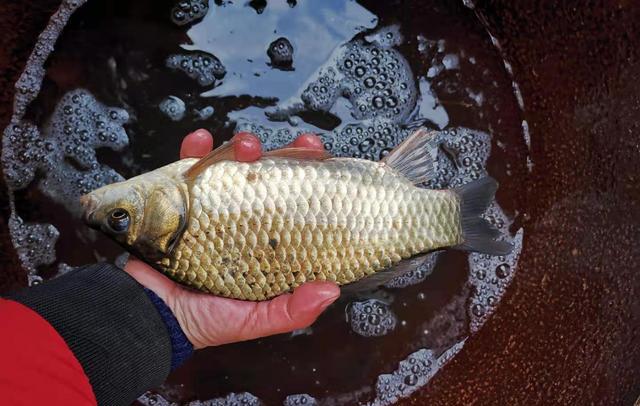太阳队|浅谈早春野钓温差与气温,鲫鱼活跃地点不同