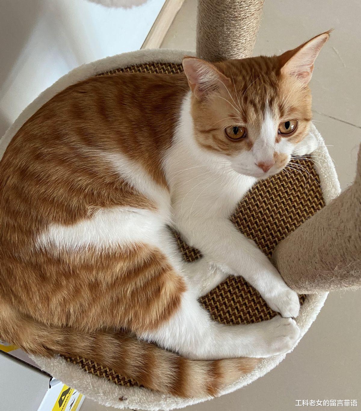 一只爱玩水的猫，特像搞笑熊孩子