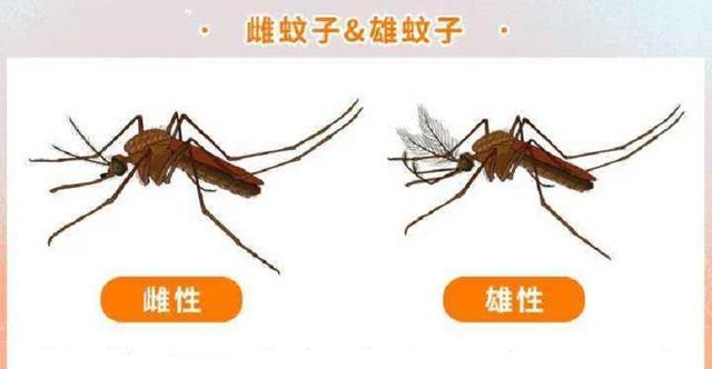 蚊子在地球上到底有什么用?要是全部灭绝,会有什么严重后果?