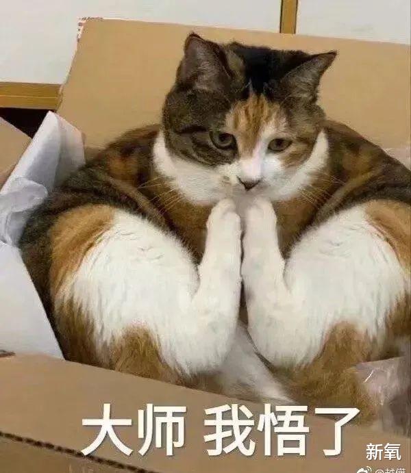 金高银|40w+点赞！金高银《小小姐们》因抹不掉的【松弛感】被骂上热搜？