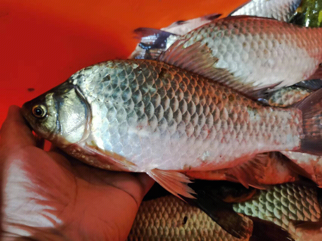 |秋季钓草窝4大技巧野钓鲫鱼必学技巧