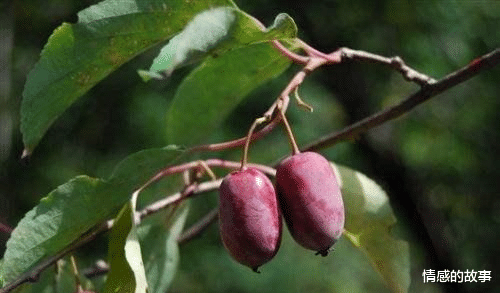 家有小孩就养此果树,果大味甜堪比蜂蜜,营养价值很高