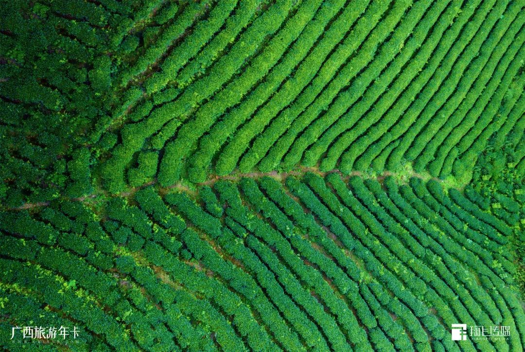 |别只迷恋黄姚哥，贺州这个“茶园梯田”也美若仙境| 广西旅游年卡