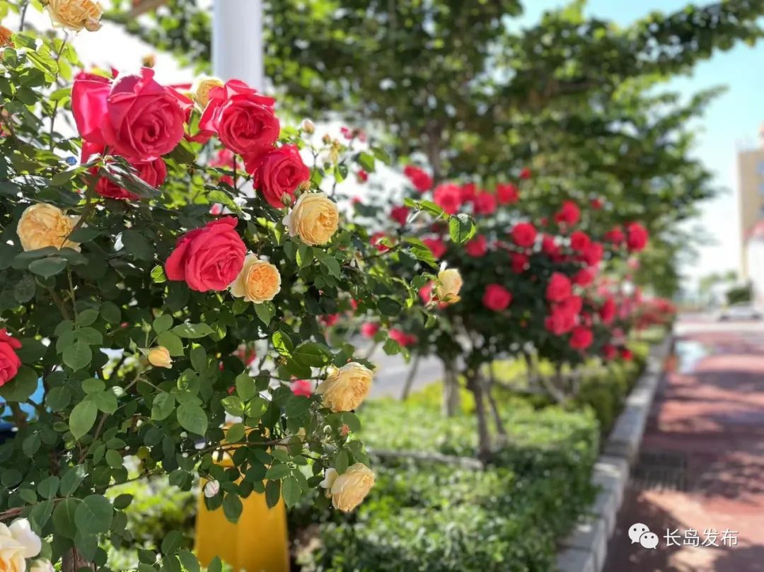 长岛|E起见证·这里是烟台 | 走进夏日长岛,带你看遍五彩世界