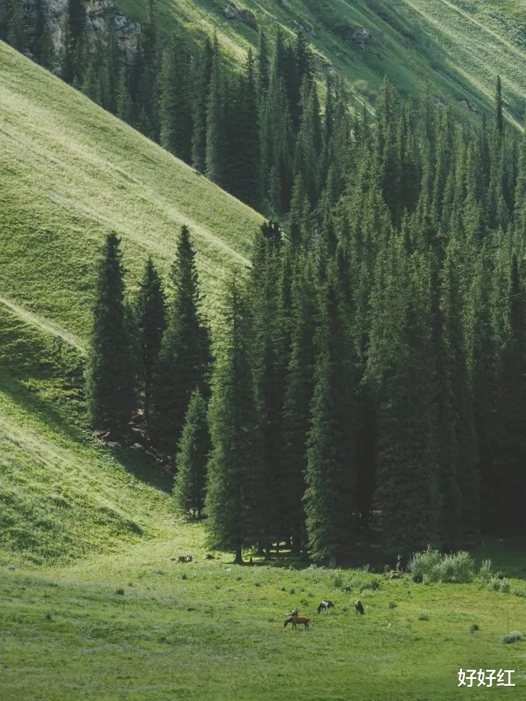 草原|私藏“中国最美公路”，一年仅开放5个月！这里的夏日，一次看遍草原雪山湖泊！