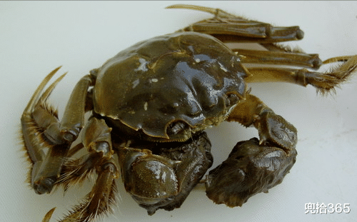 大学|探秘新钓点鱼影都没见到,却意外钩起一螃蟹,得知身份后高兴坏了