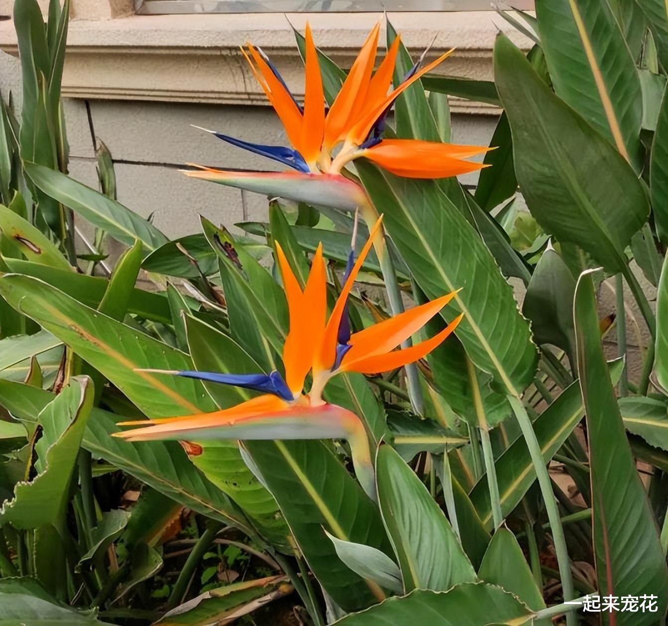 夏天在客厅摆上5种花,清爽好看有格调,空气干净,对身体好