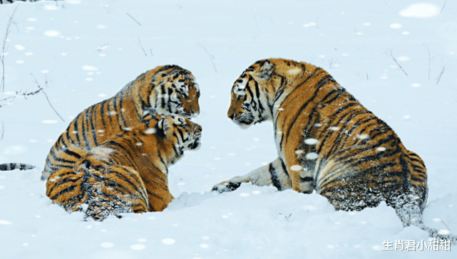 |属虎人在职场逆风前行,在困难面前从不妥协,把握良机成就未来