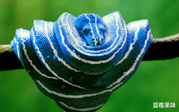翡翠|蟒蛇中有“七彩吞天蟒”？蛇界中的“大哥大”，蚺和蟒如何区分？
