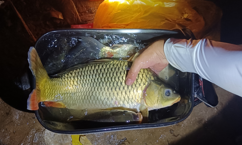 饵料|钓鱼如何小中取大，记住这一点，钓的鱼都比旁边大