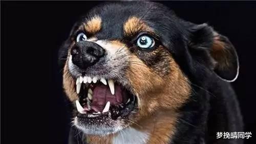 狂犬病为何致死率高达100%?现代医学这么发达,如何对抗狂犬病?