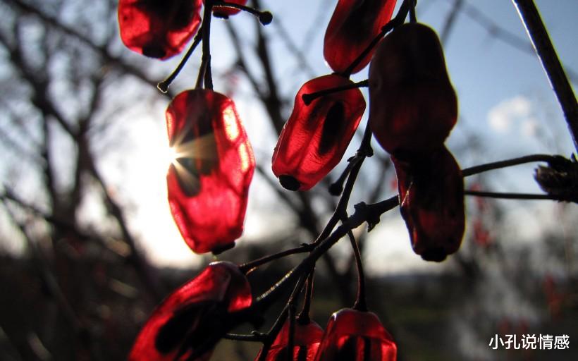 牛仔|爱上这个星座，就注定苦了自己