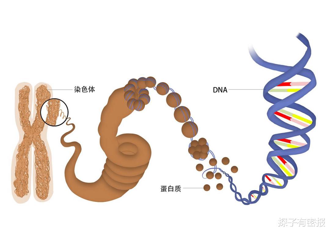 地球上“第一个人”,是怎么来的?为何说大家的答案可能是错的?
