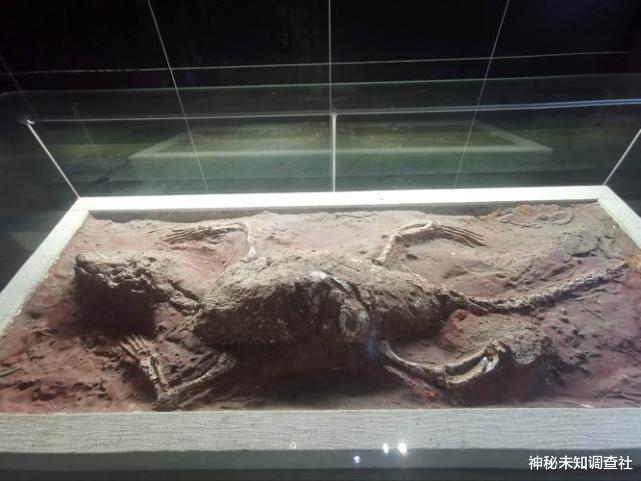 盘点几种在地球上生存了上亿年的远古生物,个个都有特殊本领
