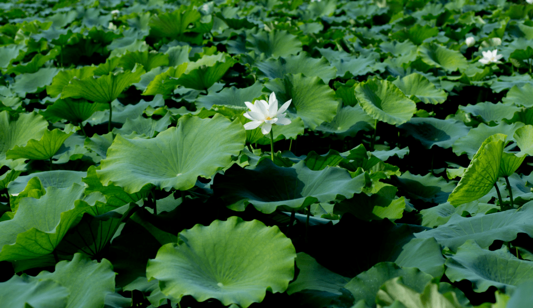 周边游|“凉”心推荐！坐拥“天然空调房”，彭祖山避暑纳凉好去处！