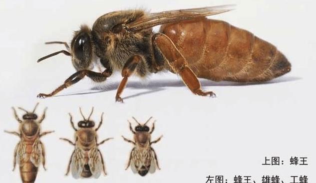 为什么蜜蜂的针会进化成连着肠子？其生物学意义是什么？