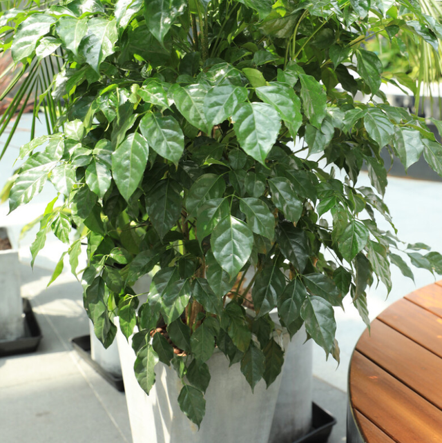 上海市|“客厅养树,十有九富”!老祖宗留下的“规矩”,说的太有道理了