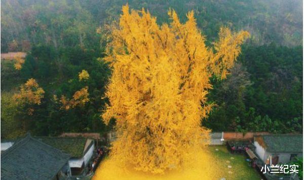 银杏树|世界最“牛”的两棵树在中国,一棵惊艳了中国,一棵征服了全世界