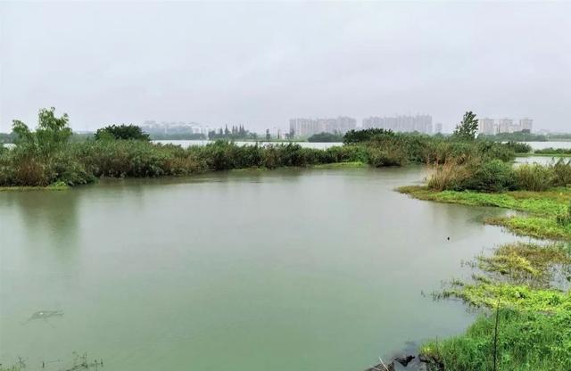 池塘|农村池塘不放鱼也能有鱼？我们钓过的鱼，有一种鱼能活一百多年