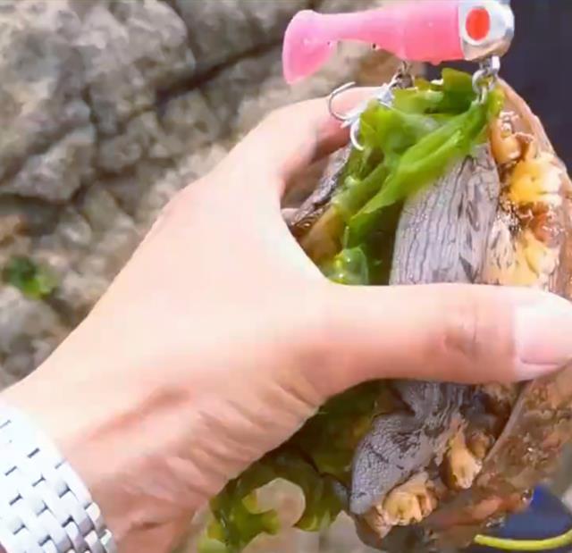 |罕见!男子海钓意外收获一个贝壳,得知身份后现场所有人欢呼不已