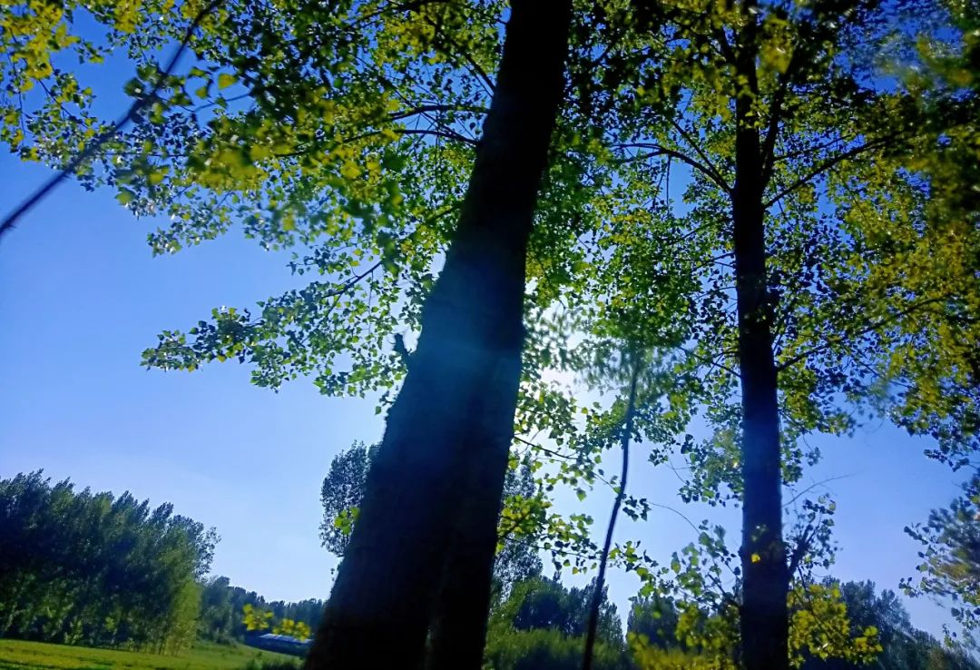 广州市|随笔：总不能辜负了秋天的盛情吧