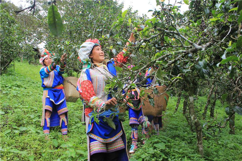|临沧将深化茶旅融合 打造世界闻名的国际茶文化旅游目的地