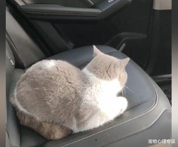 女子为省钱选择拼车,上车看见“拼友”后语塞:活得还不如猫呢