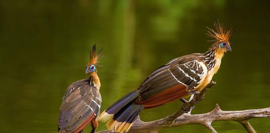 亚马逊河怪鸟：头戴凤冠却奇臭无比，翅膀长爪不会飞擅长攀爬游泳