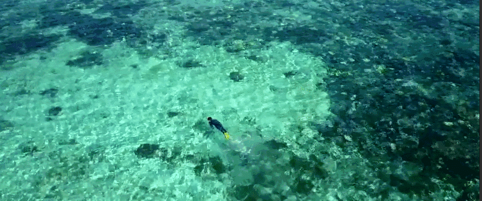 海蛇究竟有多危险?科学家表示,有一种情况下海蛇会追着你咬