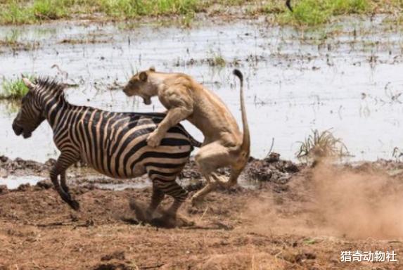 斑马和雄狮一起喝水，难道狮子不捕猎水源附近的动物？