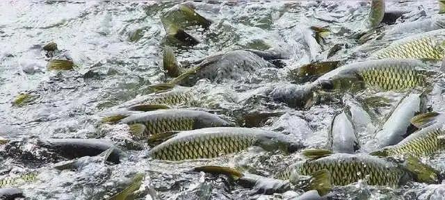 |“鱼儿露头，收竿快走”有没有科学依据？为什么？