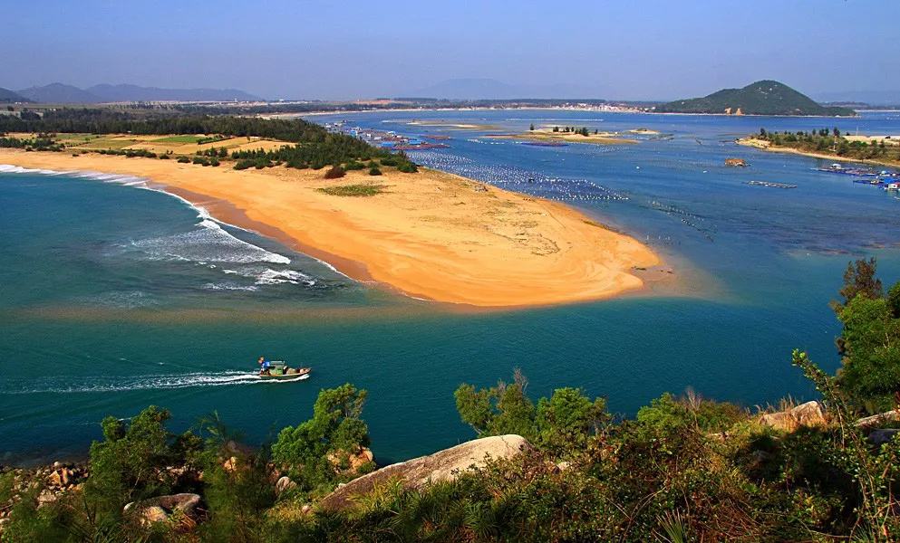 红豆杉|想去海边玩,来陵水看看吧。