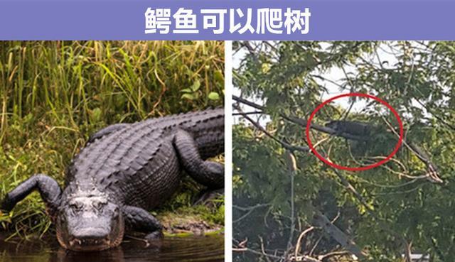 熊猫一天排便40次？与动物有关的9个鲜为人知的奇妙知识