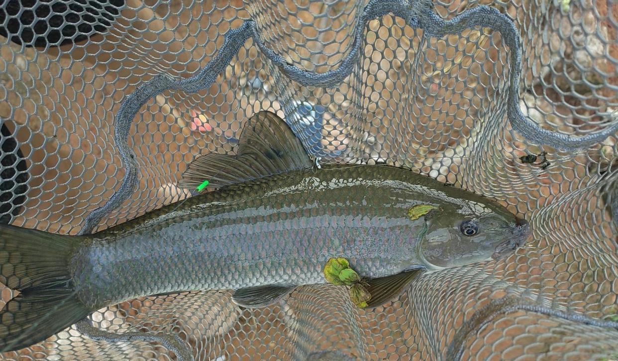 |男子在河中钓到青绿色“怪鱼”,网友:青衣鱼一斤要好几百