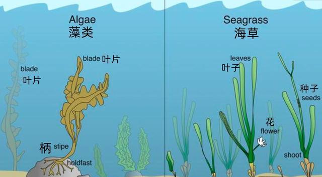 澳洲海神草:小小一棵“草”成了世界最大生物体,却还受到了威胁