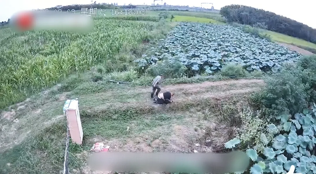 解缙|湖北 枣阳,两男子在一处荷塘边钓鱼,突然从旁边的玉米地里跑出一条黑狗