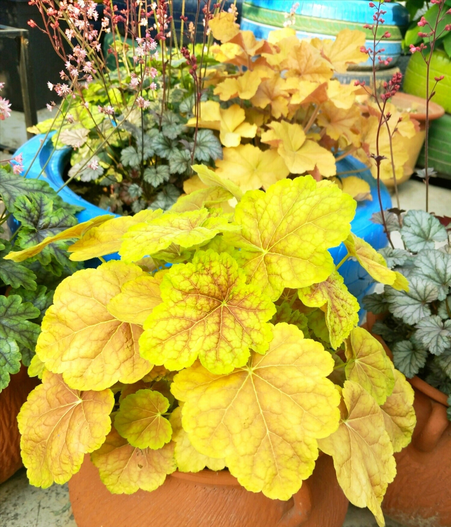 三年前,花1.5万改造了个顶楼10㎡露台“花园阳光房”,太舒服了