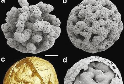 先有鸡还是先有蛋?生物学家:化石证据表明,鸡蛋比鸡更早出现