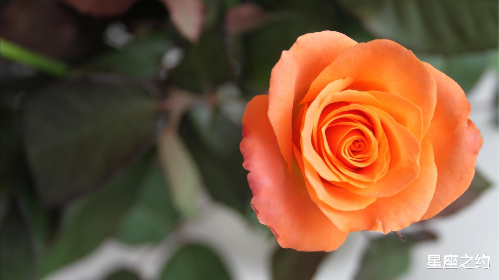 杨幂|在11月下旬,积极主动,循序渐进,得心应手的四大星座