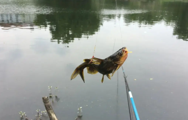 长江|大量黄辣丁鱼被放生到长江，却吸引了众多钓鱼人，放生者：作孽