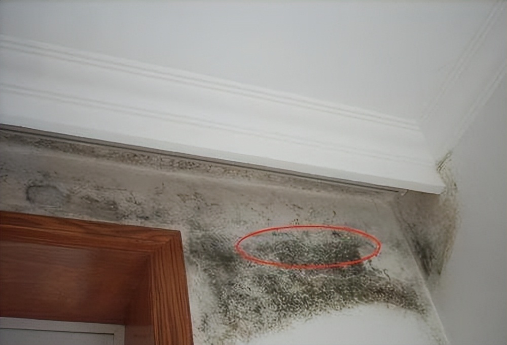 天一热,家里墙壁四处发霉?别担心,教你2个小妙招,霉菌自动消失